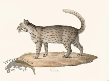 Cuvier 114 Gaua Cat